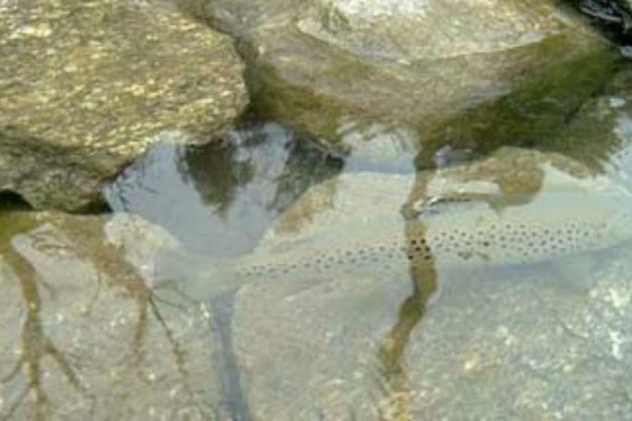 Bilocale A Due Passi Dal Gran Paradiso Locana Екстер'єр фото